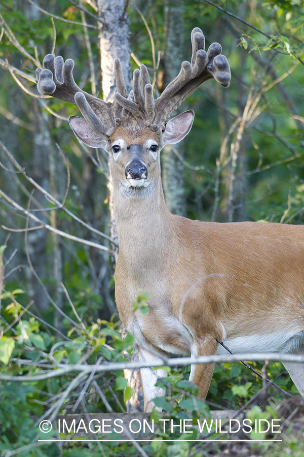 Summer Deer in Velvet