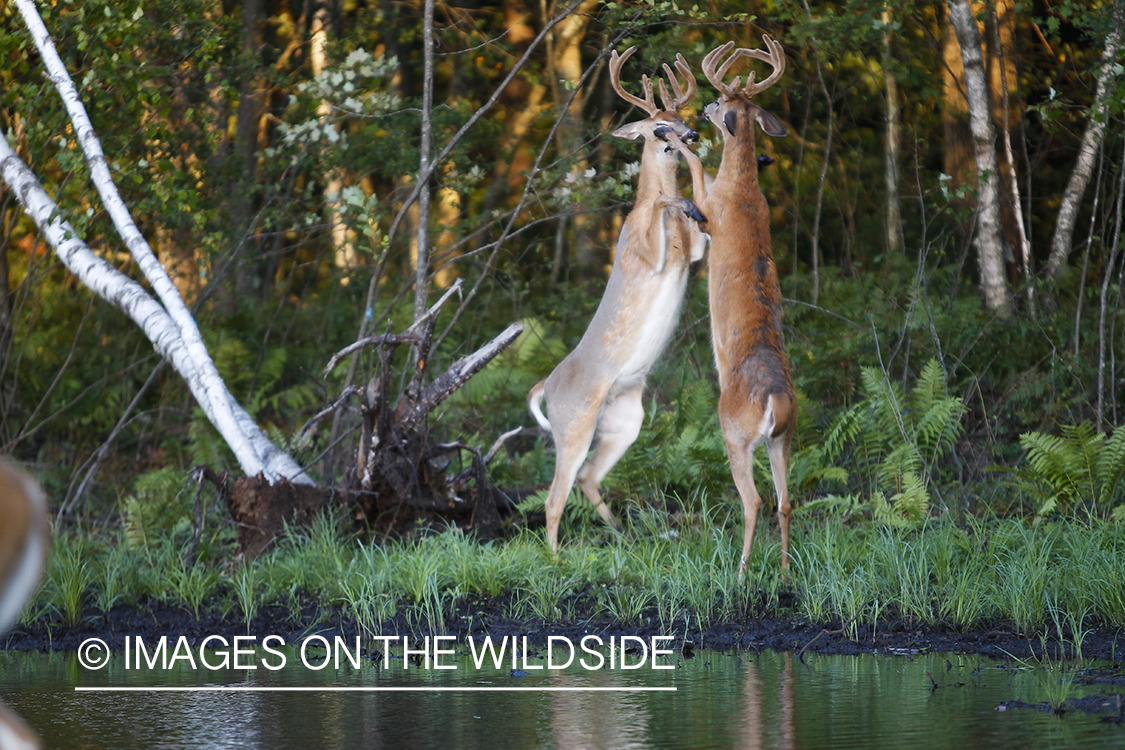 White-tailed deer in velvet