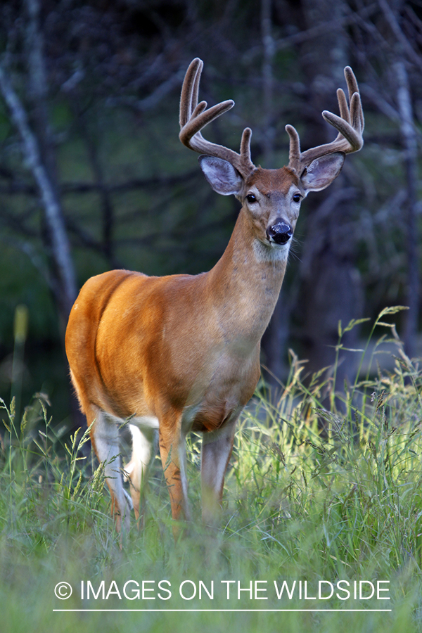 White-tailed buck in velvet 