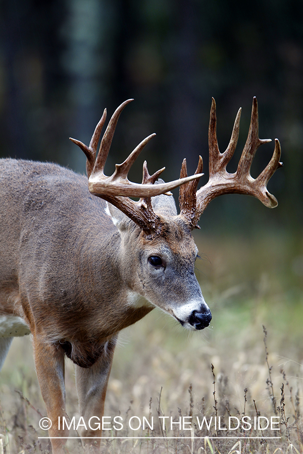 White-tailed buck in habitat. *