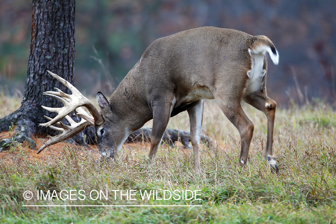 White-tailed buck in habitat. *