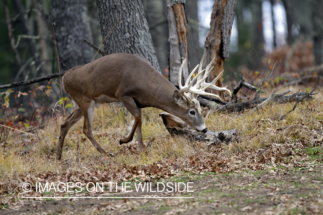 White-tailed buck in habitat. 