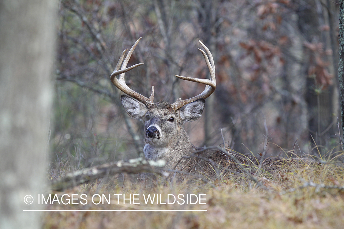 White-tailed buck in habitat. 