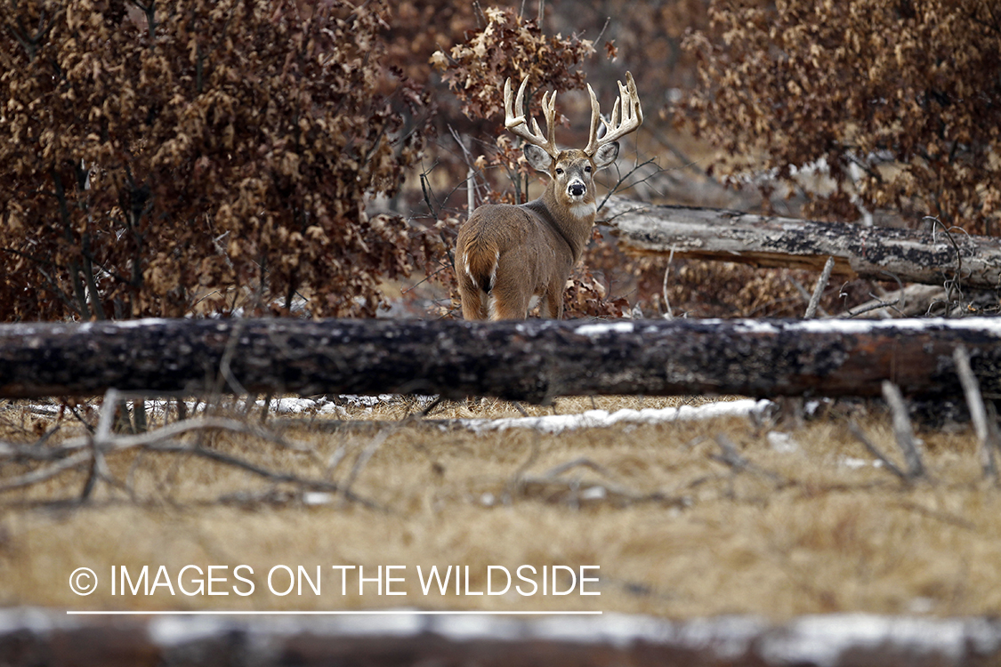 White-tailed buck in habitat. *