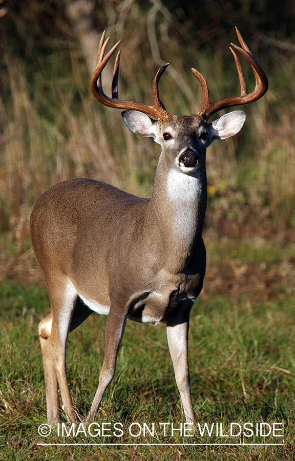 White-tailed buck in habitat. 