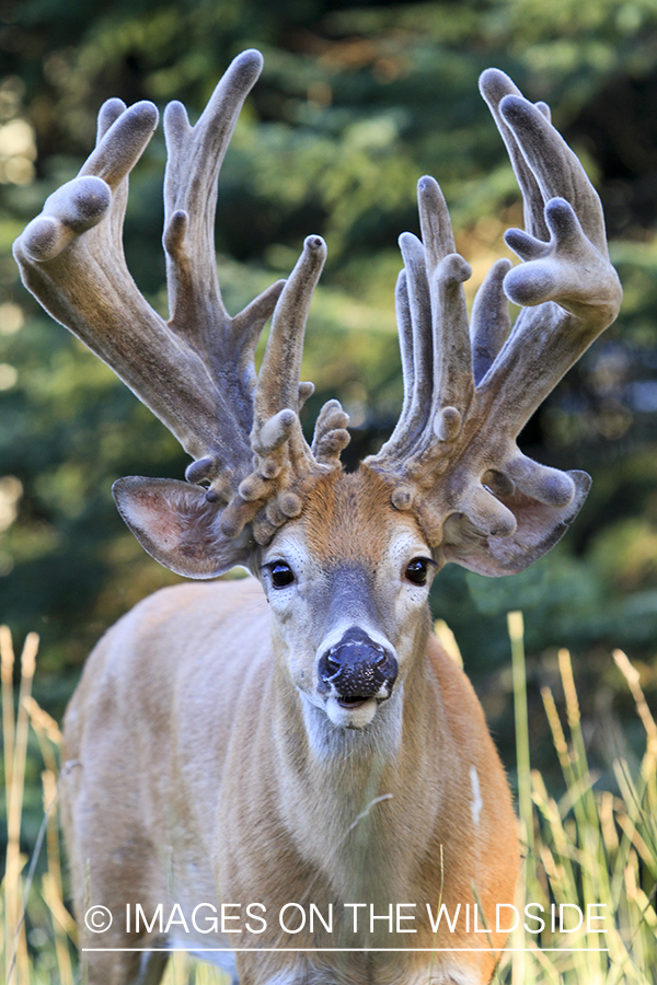 White-tailed buck in habitat. 