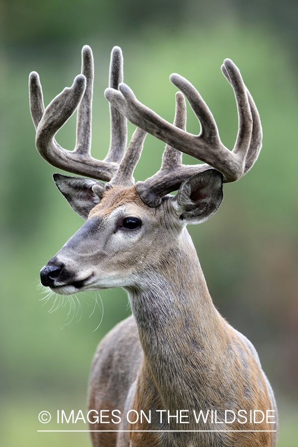 White-tailed buck in velvet.  