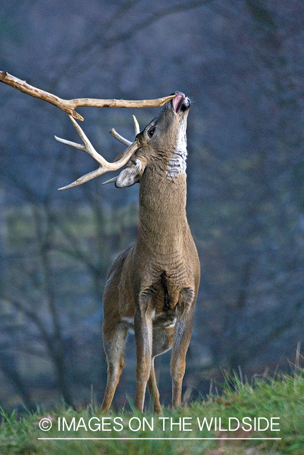 White-tailed buck investigating branch. 