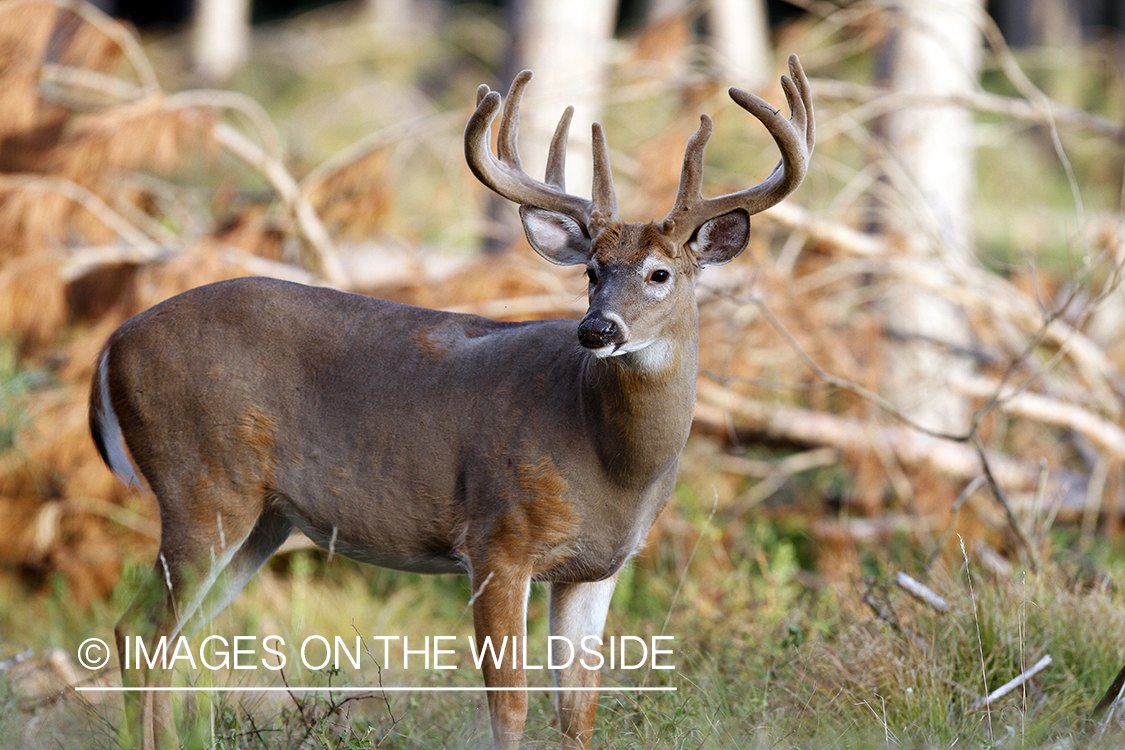 White-tailed buck in velvet.  