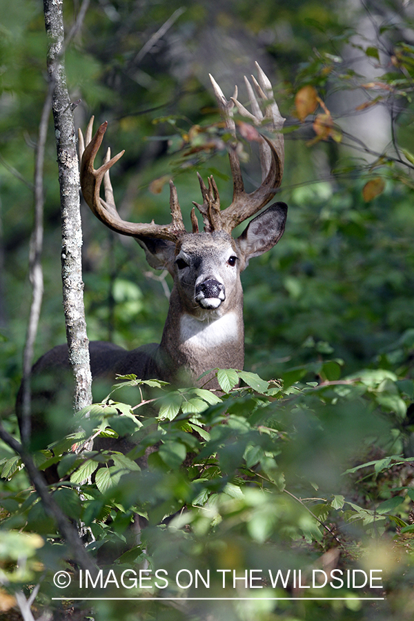 White-tailed buck in habitat.  