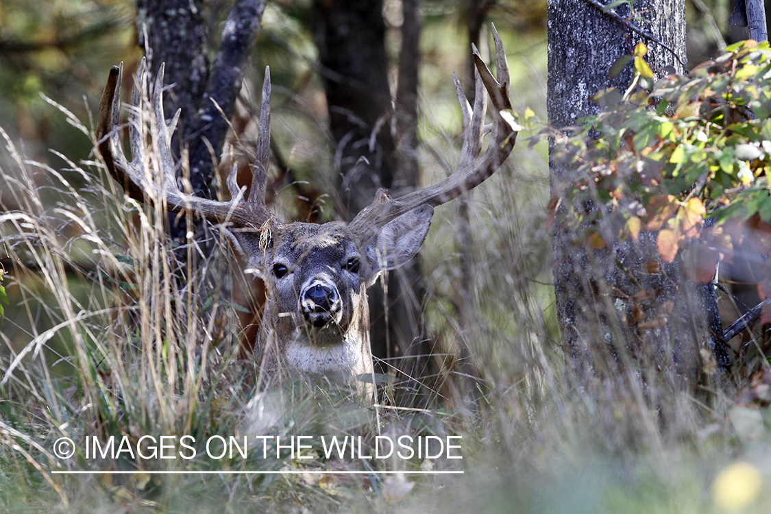 White-tailed buck in habitat. 