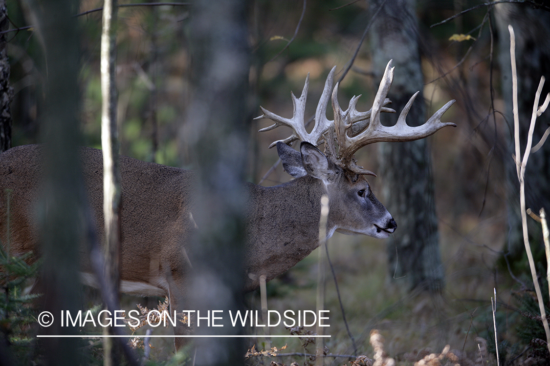 White-tailed buck in habitat. 