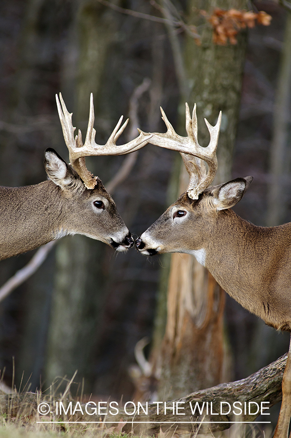 White-tailed bucks in habitat. 