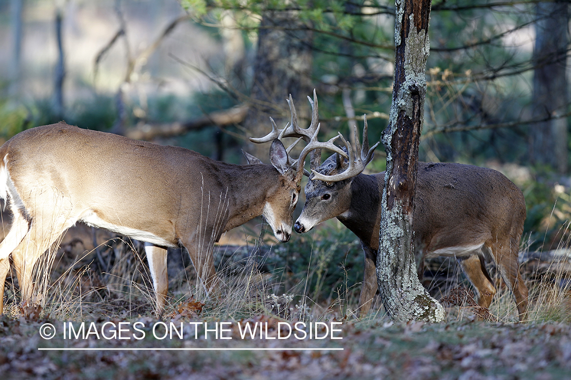 White-tailed bucks fighting. 