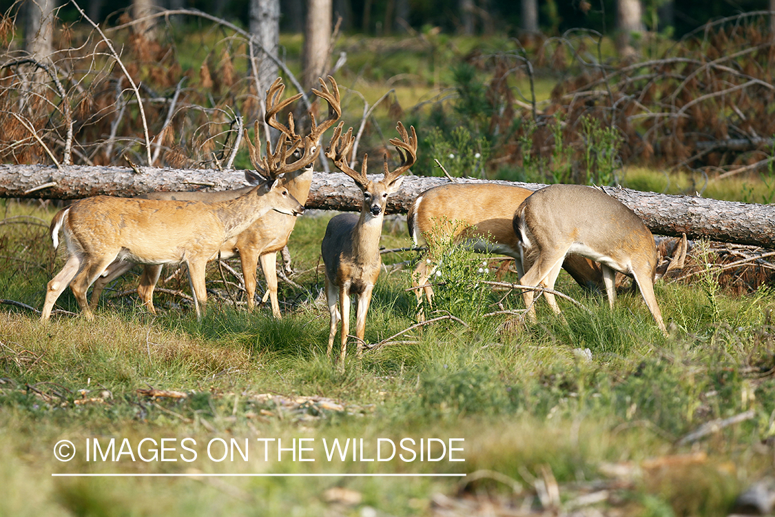 White-tailed bucks in habitat.