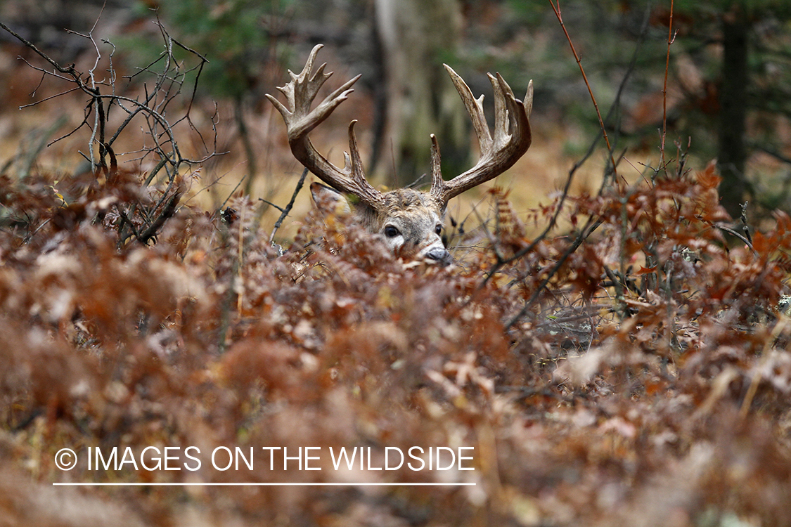 White-tailed buck laying in forest.