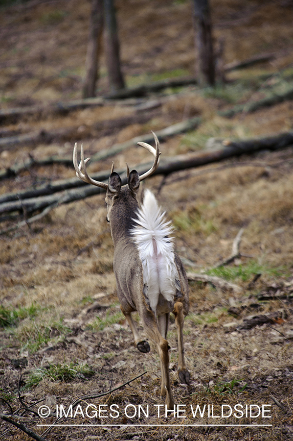 White-tailed buck in habitat.