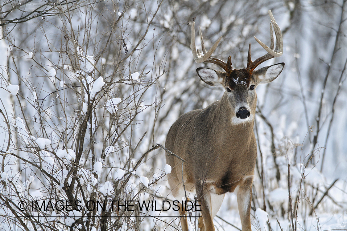 White-tailed buck displaying aggressive behavior. 