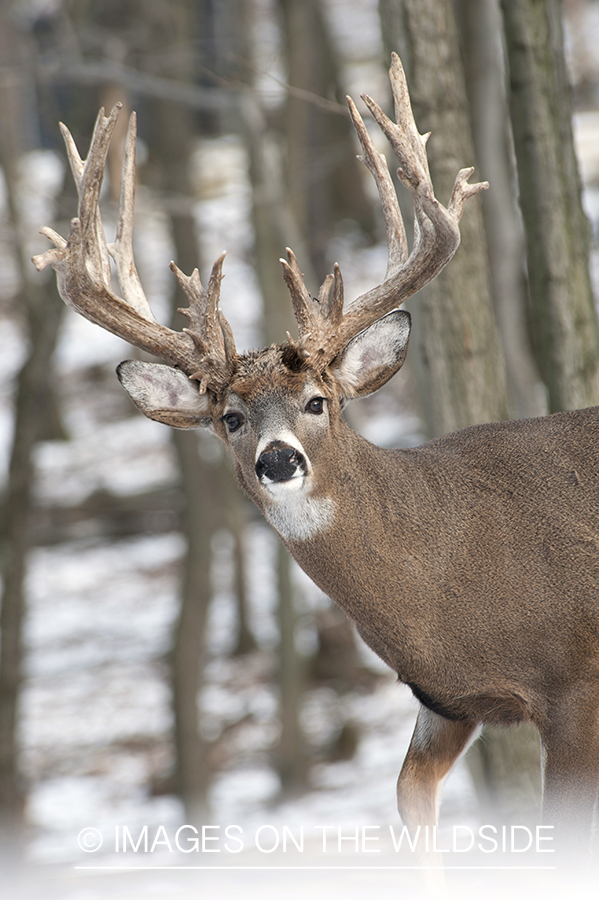 White-tailed buck in habitat.