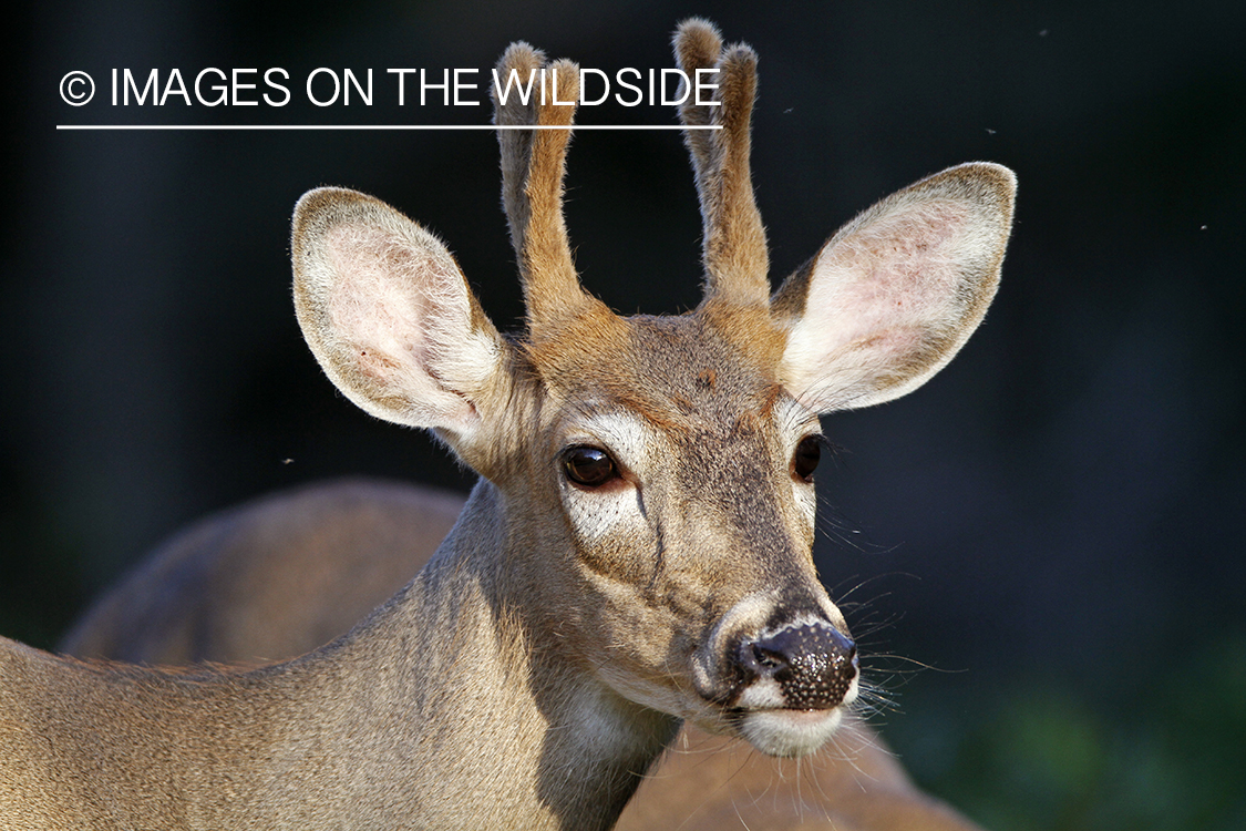 White-tailed young buck in velvet.