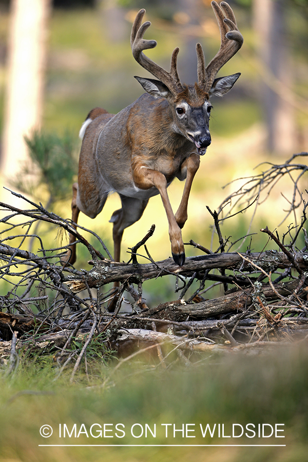 White-tailed buck in habitat.