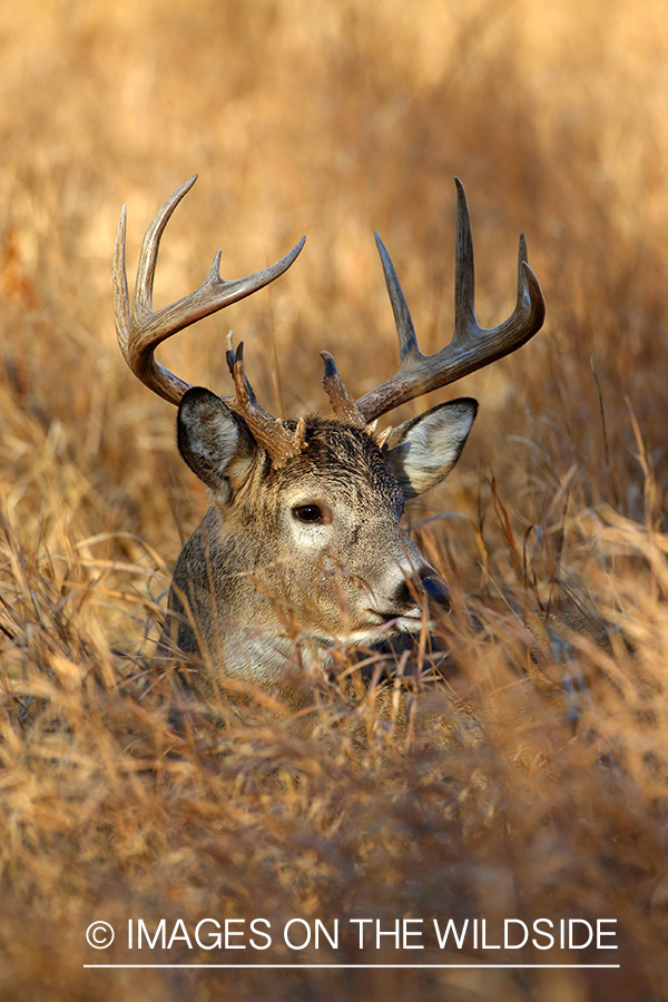 White-tailed buck in habitat. 