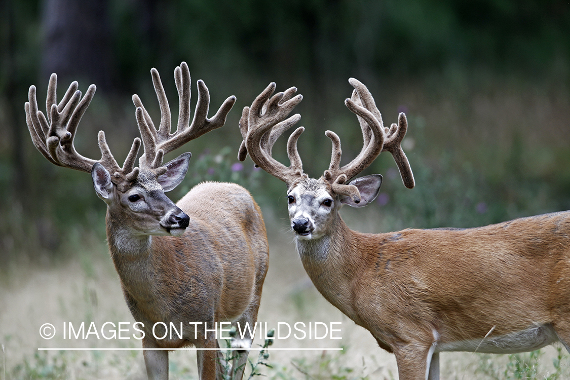 White-tailed bucks in velvet.