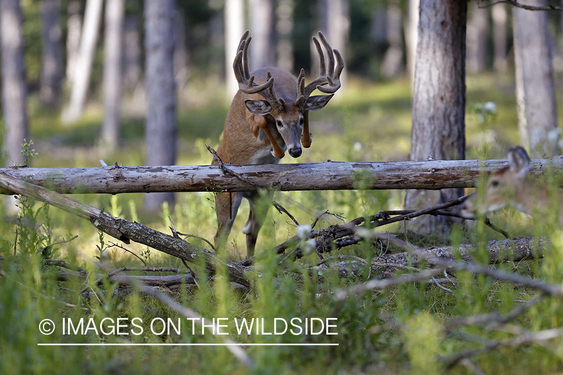 White-tailed buck in velvet jumping downed tree.