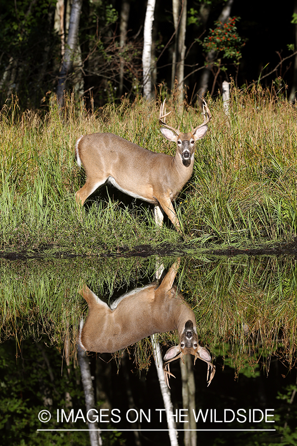 White-tailed buck with reflection.