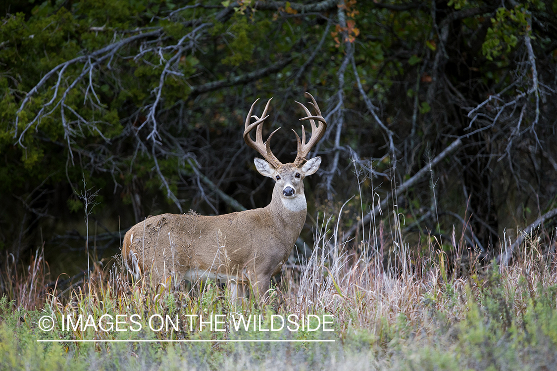 White-tailed buck in habitat.