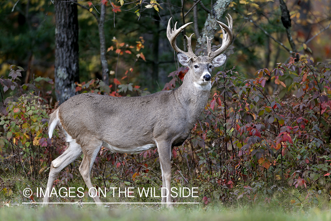 White-tailed buck in rut.