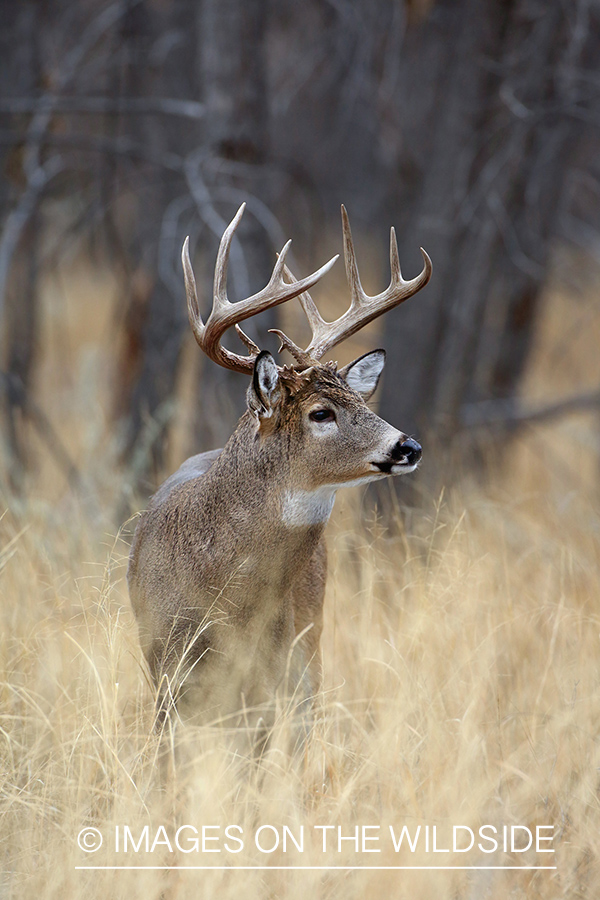 White-tailed deer buck in habitat. 