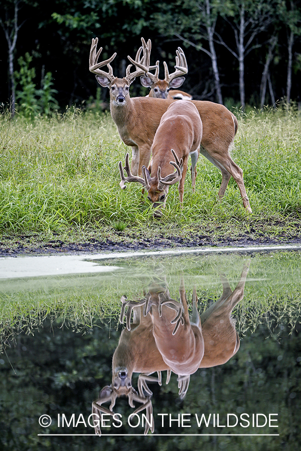 White-tailed Bucks in Velvet by spring.