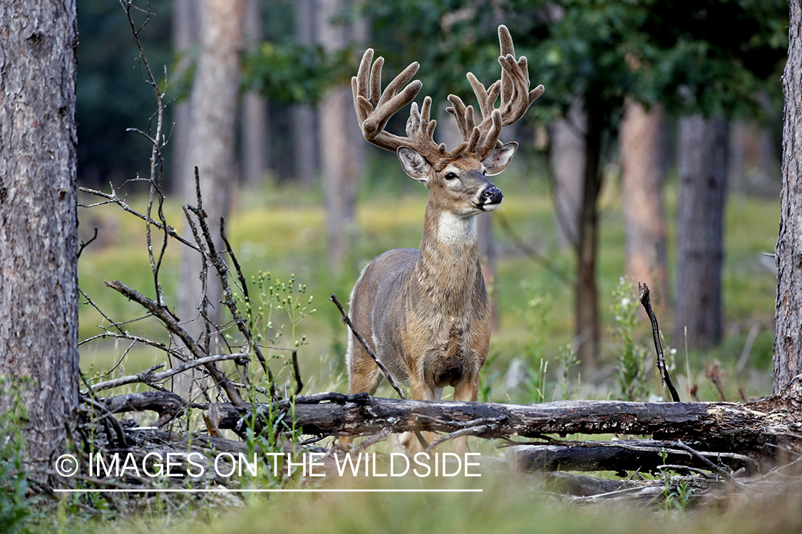 Big white-tailed buck in habitat.