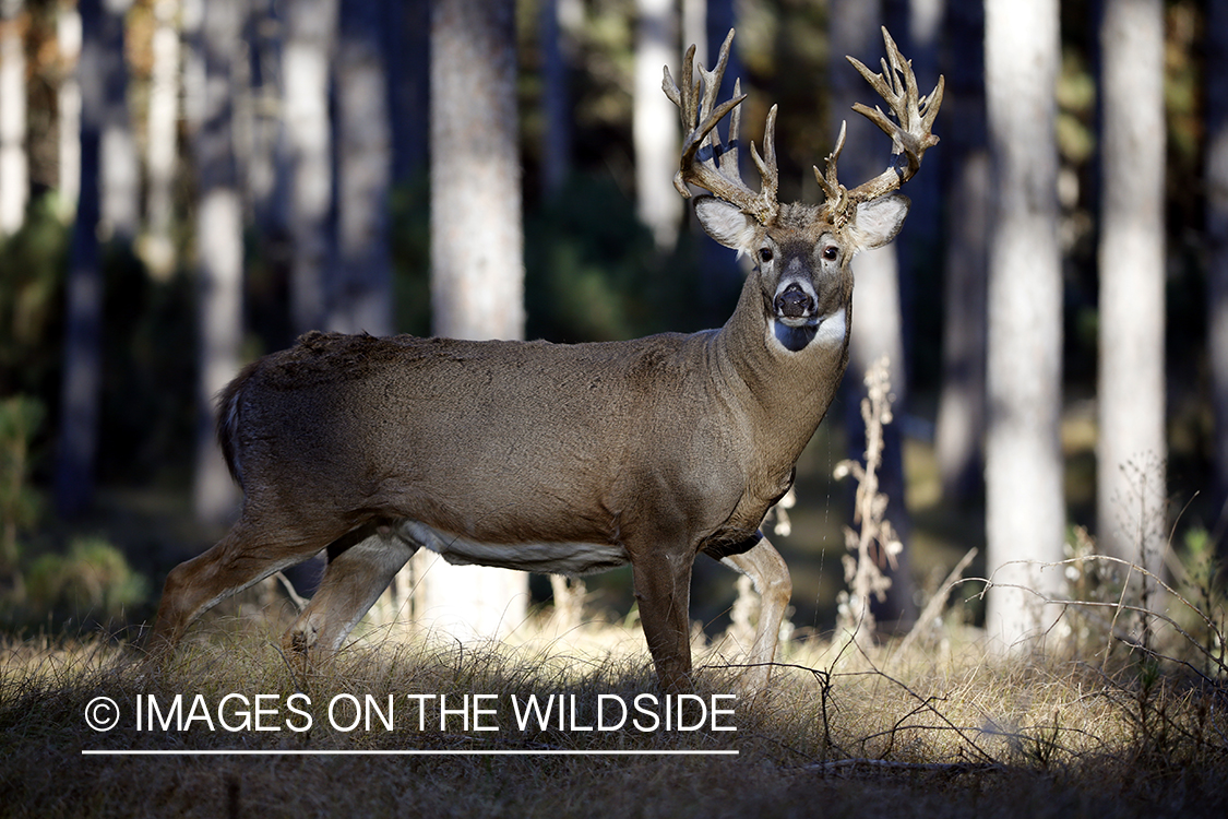 White-tailed buck in woods.