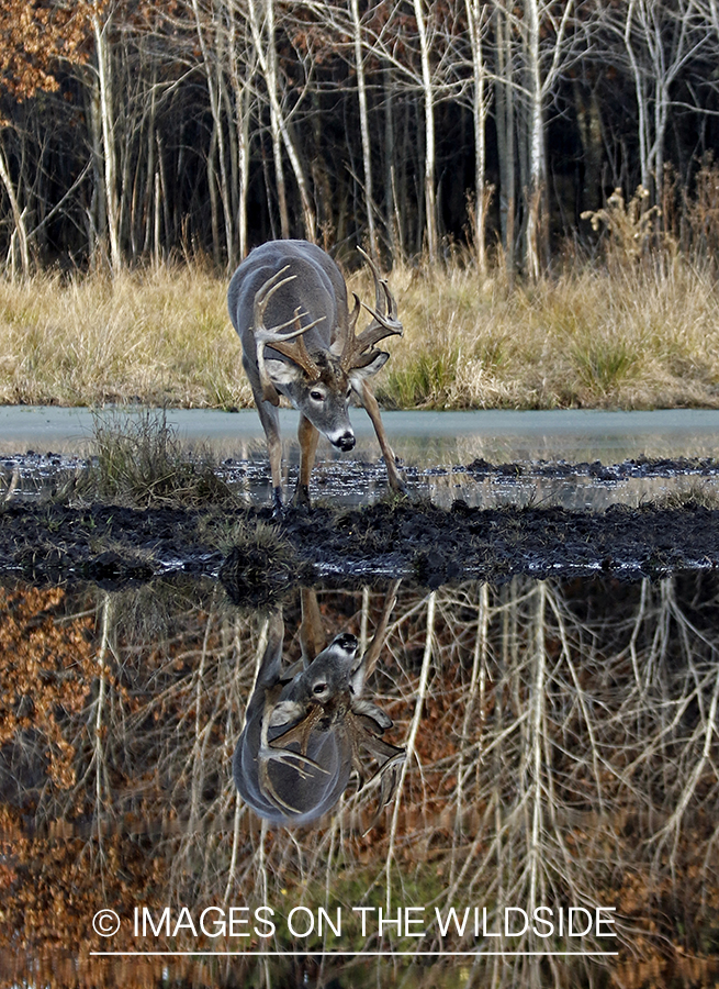 White-tailed buck with reflection in water.