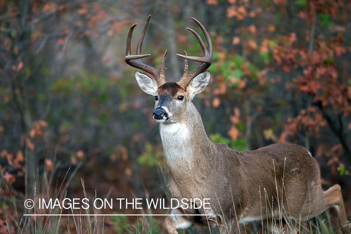 White-tailed buck in habitat.