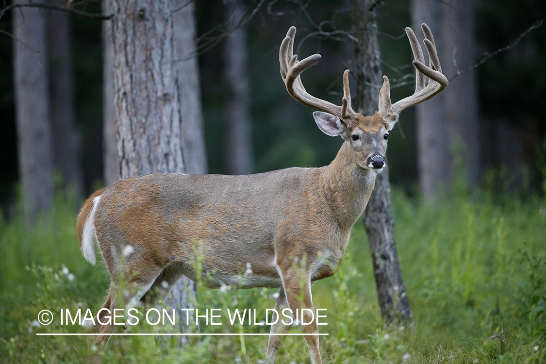 White-tailed buck in velvet.