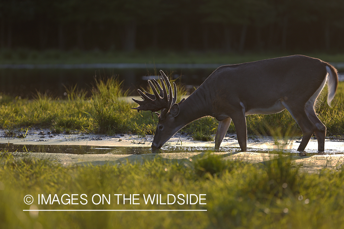 White-tailed buck drinking at waters edge.