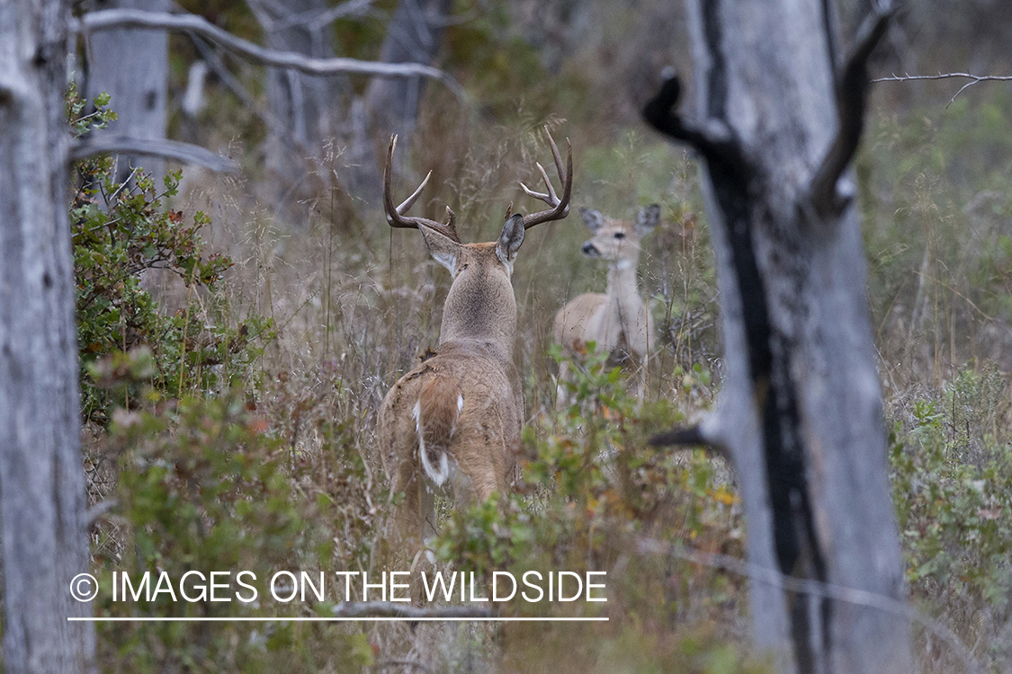 White-tailed buck in rut with doe.