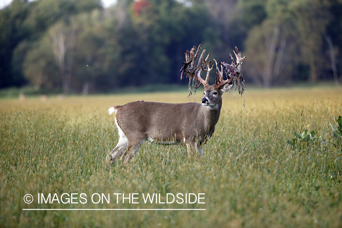 White-tailed buck in field.