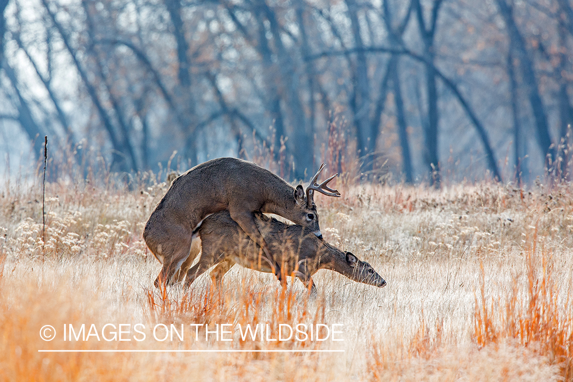 White-tailed buck mating with doe.