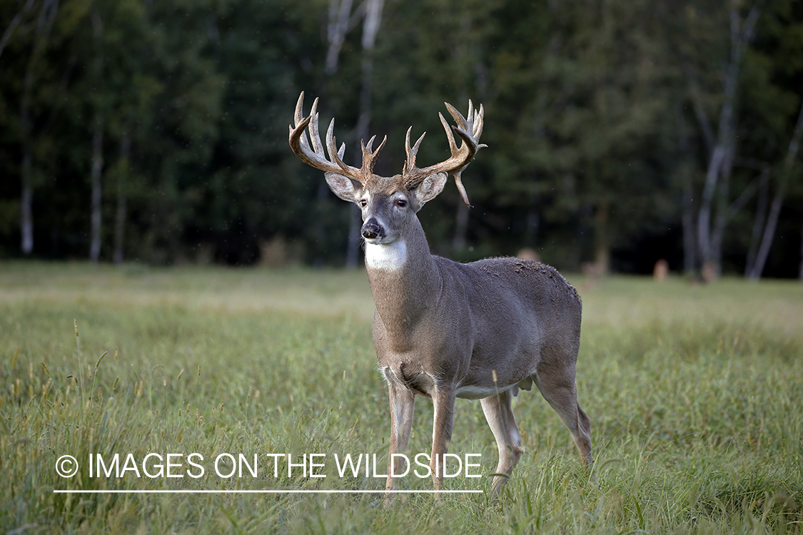 White-tailed buck in the rut.