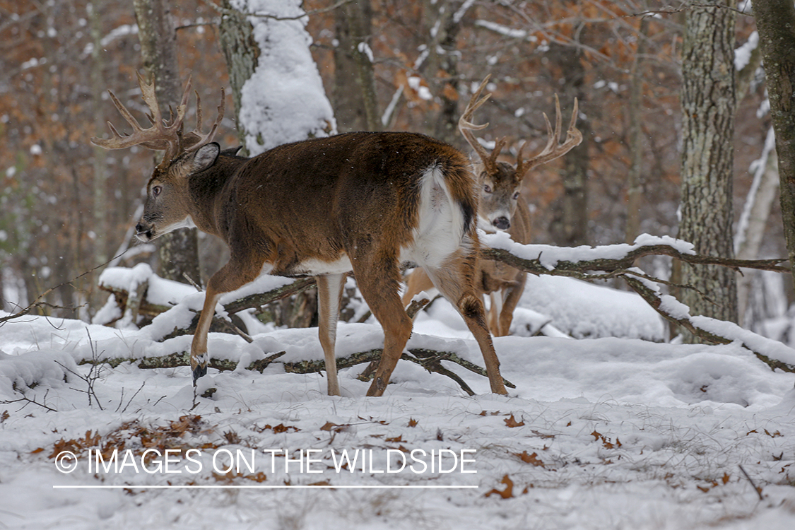 White-tailed buck in the rut.