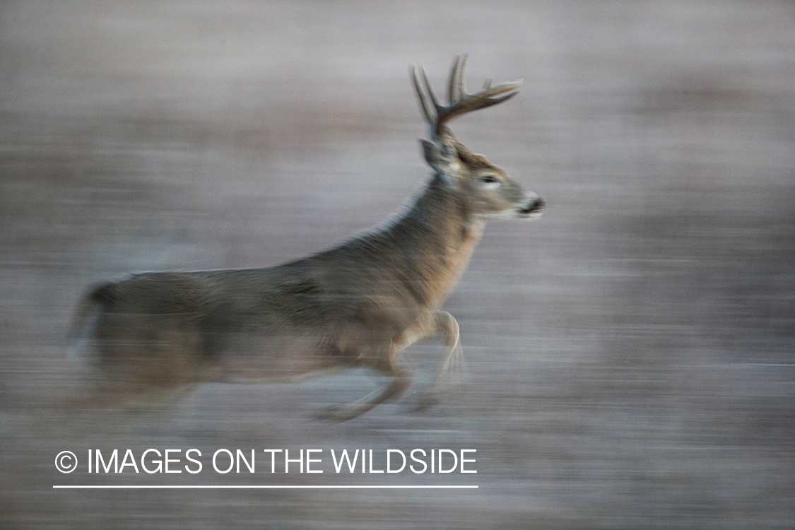 White-tailed buck in field.