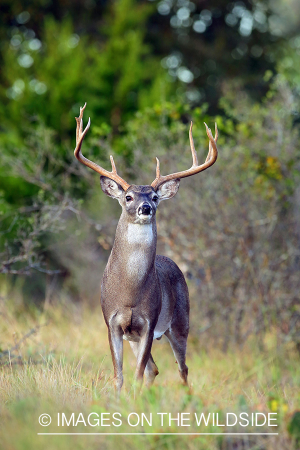 White-tailed buck in the Rut.