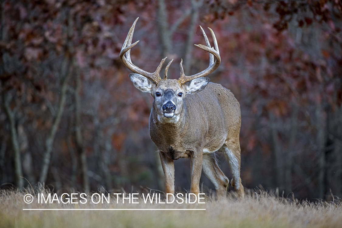 White-tailed buck in field.