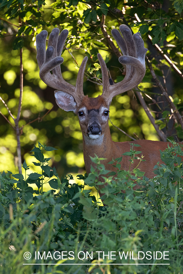 White-tailed buck in Velvet.