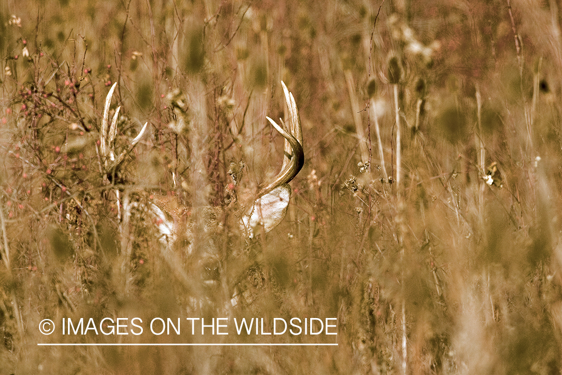 White-tailed deer in habitat