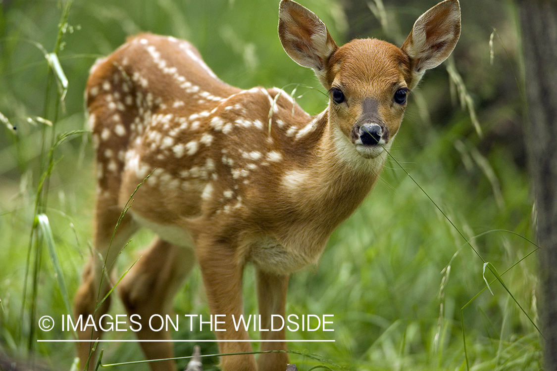 White-tailed fawn in habitat